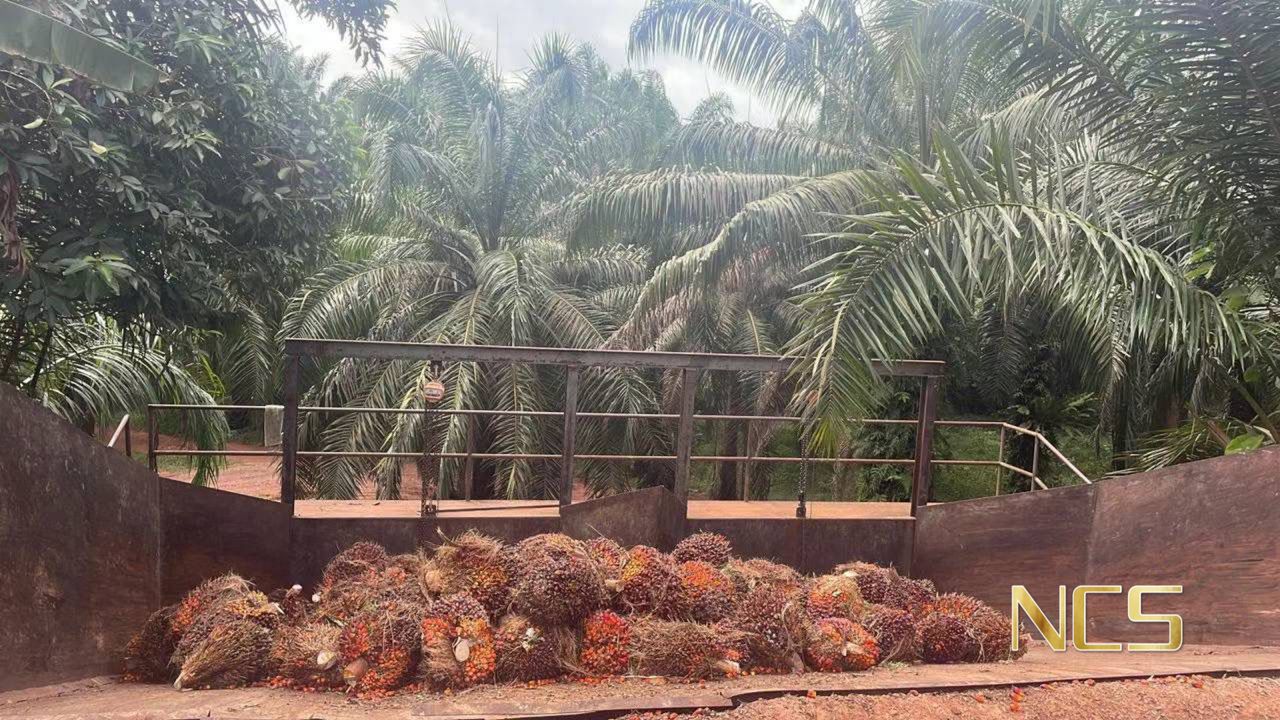 UNTUK DIJUAL – TANAH KELAPA SAWIT, PAHANG