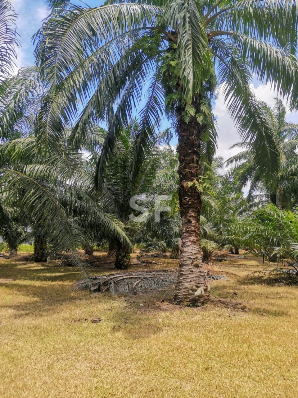 Tanah Pertanian, Telok Panglima Garang