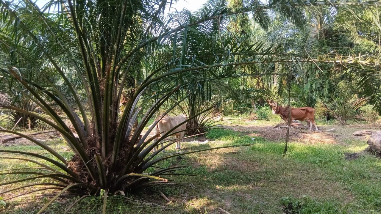 TANAH LOT PERTANIAN DI KAWASAN KAMPUNG SERKAT, PONTIAN