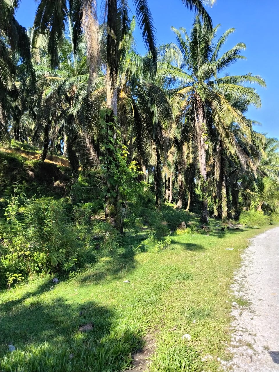 AGRICULTURAL LAND @ Kampung Sera, Kulim